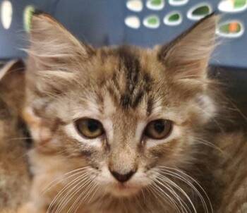 Cronut -  Domestic Short Hair Cat for Adoption in Kansas City, Missouri - Cronut | PetCurious