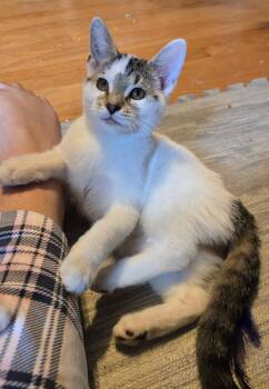 West -  Domestic Short Hair Cat for Adoption in Hammond, Indiana - West | PetCurious
