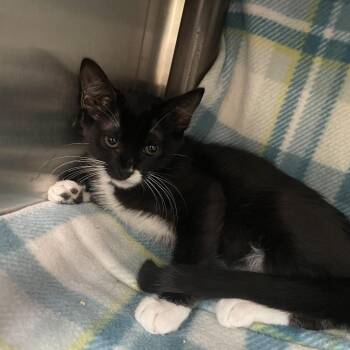 Amanda -  Domestic Short Hair Cat for Adoption in Las Vegas, Nevada - Amanda | PetCurious
