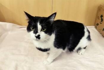 PENELOPE -  Domestic Short Hair Cat for Adoption in Brentwood, Missouri - PENELOPE | PetCurious