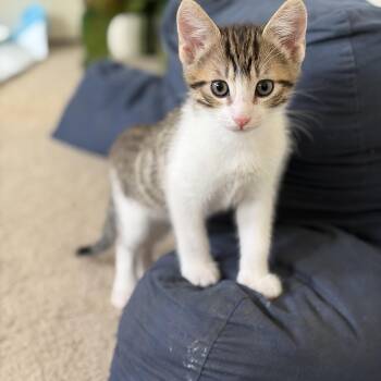 Tabby Cats Available for Adoption in San Juan Capistrano, California - Bob | PetCurious