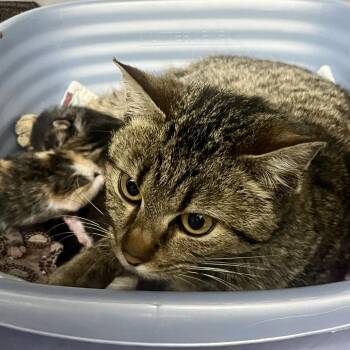 Smokey -  Domestic Short Hair Cat for Adoption in Durango, Colorado - Smokey | PetCurious