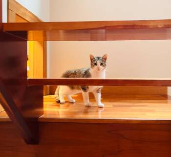 Noah Kahan -  Domestic Short Hair Cat for Adoption in Arthur, Ontario - Noah Kahan | PetCurious