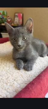 Emmett -  Tabby Cat for Adoption in Sanford, Florida - Emmett | PetCurious