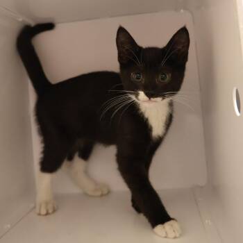Bunny -  Domestic Short Hair Cat for Adoption in Briarcliff Manor, New York - Bunny | PetCurious