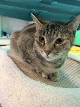 Domestic Short Hair Cats Available for Adoption - Catalina | PetCurious