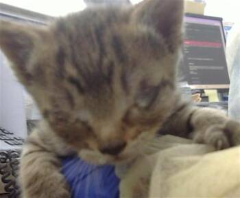 Domestic Medium Hair Cats Available for Adoption in Dallas, Texas - AUSTRIA | PetCurious