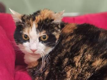 Domestic Short Hair Cats Available for Adoption in Tustin, California - SADIE | PetCurious