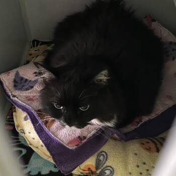 Ms. Nigel -  Domestic Medium Hair Cat for Adoption in Sarasota, Florida - Ms. Nigel | PetCurious