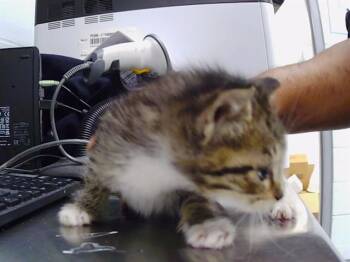 A1264168 -  Domestic Short Hair Cat for Adoption in Charlotte, North Carolina - A1264168 | PetCurious
