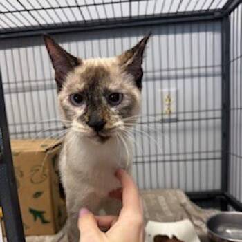 Rescue Siamese Cats for Adoption in St. Louis, Missouri - Sabai | PetCurious
