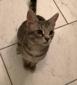 Rescue Domestic Short Hair Cats for Adoption in Greenfield, Indiana - John Oates | PetCurious