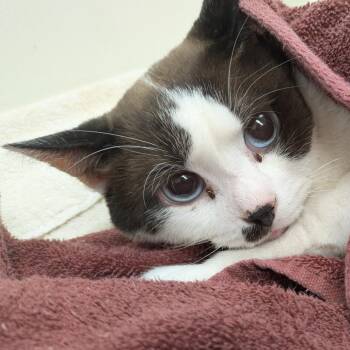 Blue - Senior looking for love -  Siamese and Domestic Short Hair Cat Available for Adoption in Oshkosh, Wisconsin - Blue - Senior Looking For Love | PetCurious