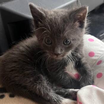 Melike @ Petco on Main Street -  Domestic Short Hair Cat for Adoption in Summerville, South Carolina - Melike @ Petco On Main Street | PetCurious