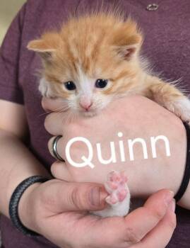 Kittens -  Domestic Short Hair Cat Available for Adoption in Warren, Ohio - Kittens | PetCurious