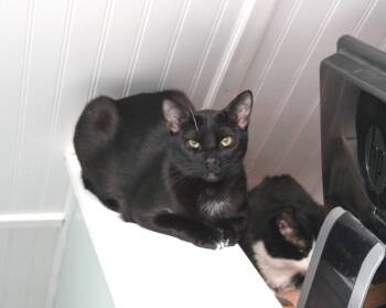 Rescue Domestic Short Hair Cats for Adoption in Harpers Ferry, West Virginia - Licorice | PetCurious