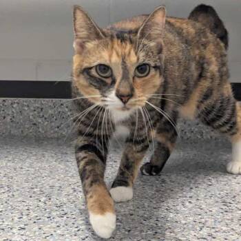 Monsi -  Domestic Short Hair Cat for Adoption in Dayton, Ohio - Monsi | PetCurious