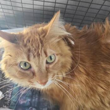 BABS -  Domestic Long Hair Cat for Adoption in San Antonio, Texas - BABS | PetCurious