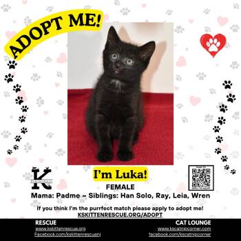 Luka -  Domestic Short Hair Cat for Adoption in OSBORNVILLE, New Jersey - Luka | PetCurious