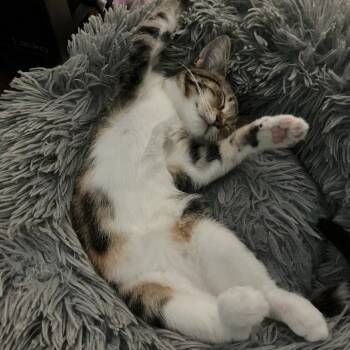 Rescue Domestic Short Hair Cats for Adoption in Lyndhurst, Virginia - Comet | PetCurious