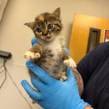 New Orleans -  Domestic Short Hair Cat for Adoption in Columbiana, Alabama - New Orleans | PetCurious