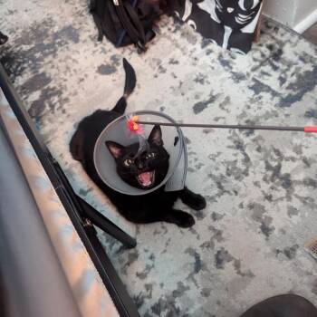 Anchovy -  Domestic Short Hair Cat for Adoption in Baltimore, Maryland - Anchovy | PetCurious