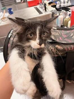 SNOOKIE -  Domestic Short Hair Cat for Adoption in Thousand Palms, California - SNOOKIE | PetCurious