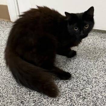 Inez -  Domestic Medium Hair Cat for Adoption in Jackson, California - Inez | PetCurious