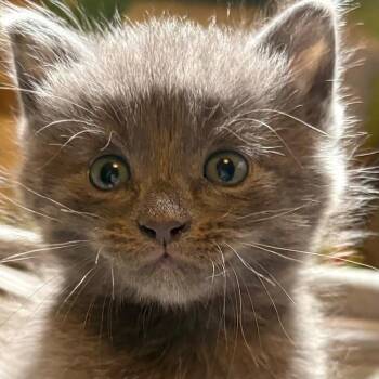 Justice -  Domestic Short Hair Cat for Adoption in Johnson City, Tennessee - Justice | PetCurious