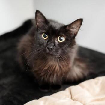 Domestic Medium Hair Cats Available for Adoption in Atlanta, Georgia - Midnight | PetCurious