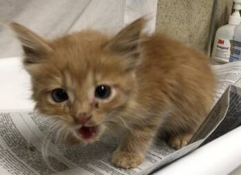 A1834544 -  Domestic Medium Hair Cat for Adoption in Riverside, California - A1834544 | PetCurious