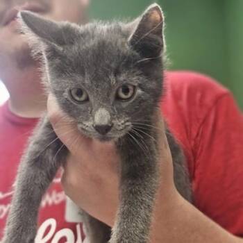 Eric -  Domestic Short Hair Cat for Adoption in Kansas City, Missouri - Eric | PetCurious