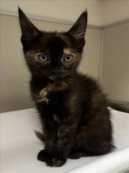 Domestic Short Hair Cats Available for Adoption in Tracy, California - TIANA | PetCurious