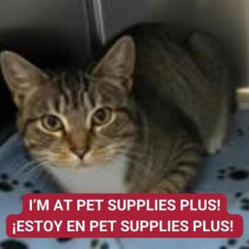 Domestic Short Hair Cats Available for Adoption - Sponge | PetCurious