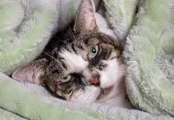 Domestic Short Hair Cats Available for Adoption in Fort Lauderdale, Florida - CUTIE | PetCurious