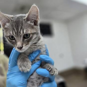Neon -  Domestic Short Hair Cat for Adoption in Incline Village, Nevada - Neon | PetCurious