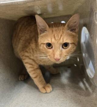 GOLDFISH -  Domestic Short Hair Cat for Adoption in Tallahassee, Florida - GOLDFISH | PetCurious