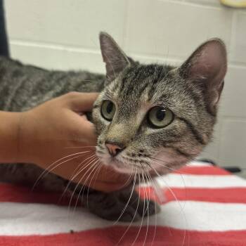Maya -  Domestic Short Hair Cat for Adoption in Murray, Utah - Maya | PetCurious