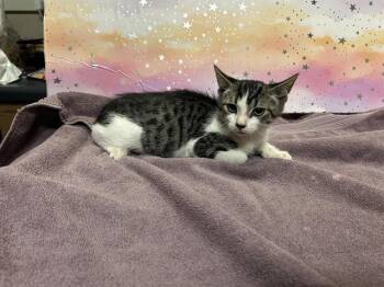 MORTY -  Domestic Medium Hair Cat for Adoption in Modesto, California - MORTY | PetCurious