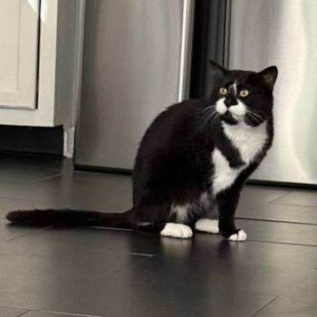 Rescue Domestic Short Hair Cats for Adoption in Medina, Ohio - Tux | PetCurious