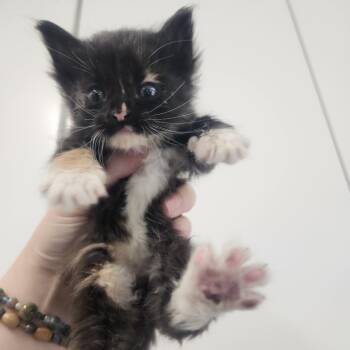 Rosalind Franklin -  Domestic Long Hair Cat for Adoption in Pullman, Washington - Rosalind Franklin | PetCurious