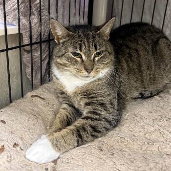 Domestic Short Hair Cats Available for Adoption - Jane | PetCurious