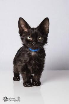 Sprite -  Domestic Short Hair Cat Available for Adoption in Maryville, Tennessee - Sprite | PetCurious