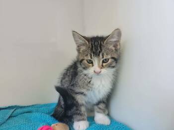 Bourdon -  Domestic Short Hair Cat for Adoption in Delson, Quebec - Bourdon | PetCurious