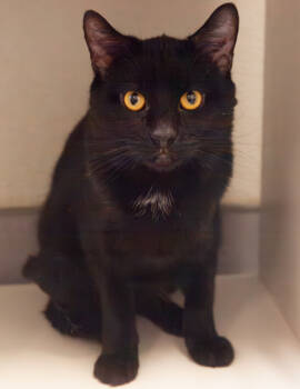 Rescue Domestic Short Hair Cats for Adoption in West Chester, Pennsylvania - Pitch Pine | PetCurious