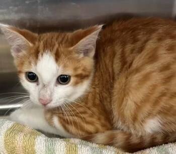 Spades -  Domestic Short Hair Cat for Adoption in Allegan, Michigan - Spades | PetCurious