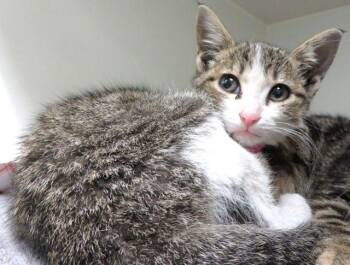 Domestic Short Hair Cats Available for Adoption in Oklahoma City, Oklahoma - PUDDING | PetCurious