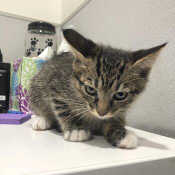 Domestic Short Hair Cats Available for Adoption - Sparkles | PetCurious