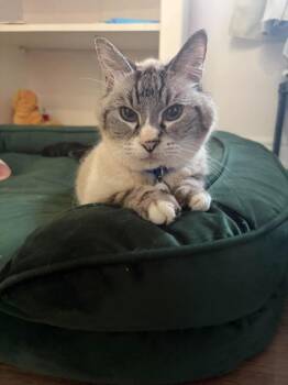 Aaron / Abba -  Domestic Short Hair Cat for Adoption in Arthur, Ontario - Aaron / Abba | PetCurious