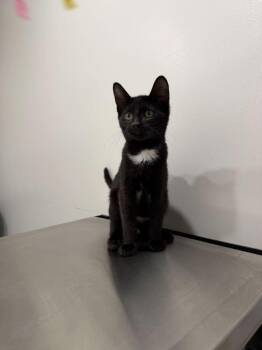 Domestic Short Hair Cats Available for Adoption - Kylo | PetCurious